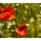 Mohn