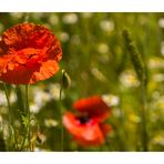 Mohn