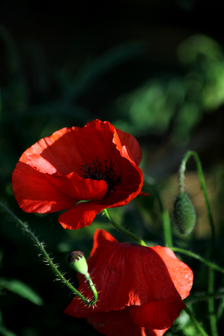 Mohn