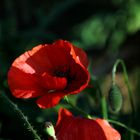 Mohn