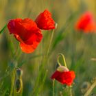 Mohn