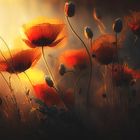 Mohn