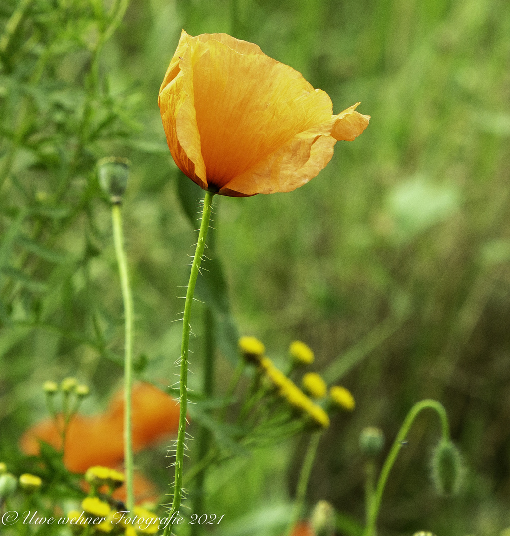 Mohn