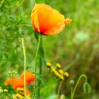 Mohn