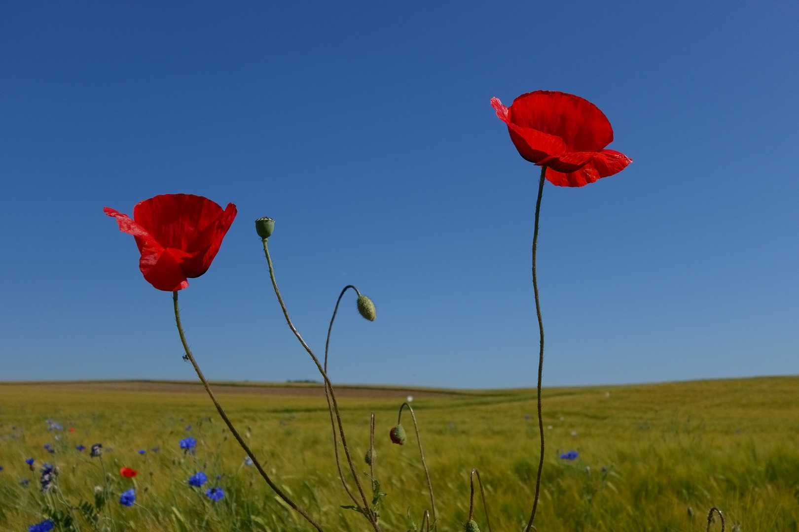 Mohn