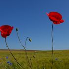 Mohn