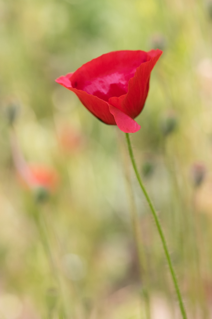 Mohn