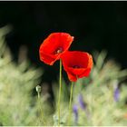 Mohn