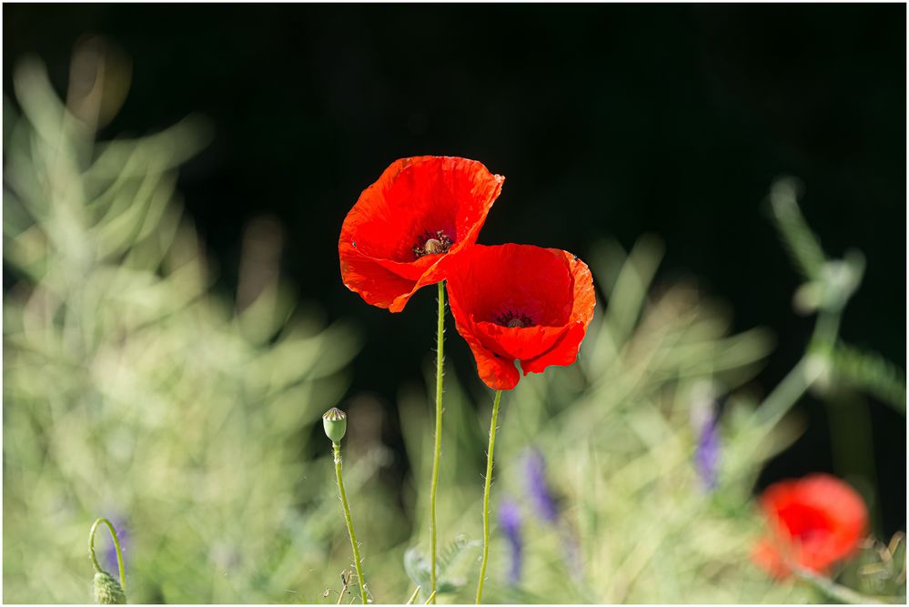 Mohn