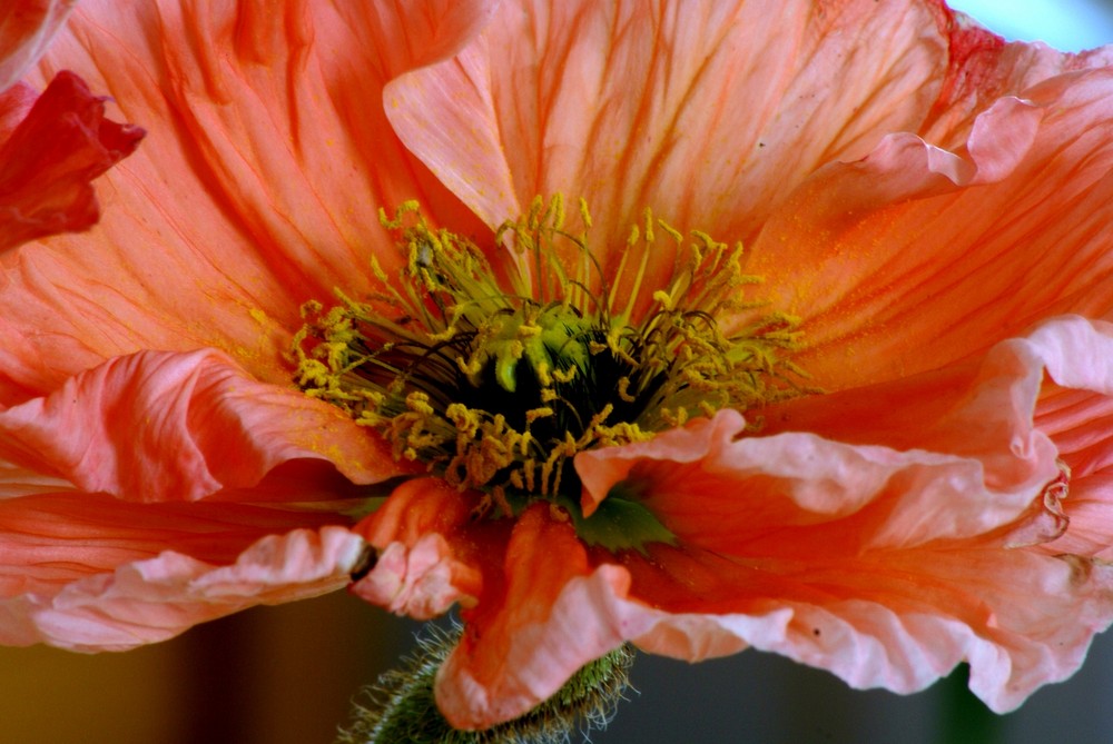 Mohn