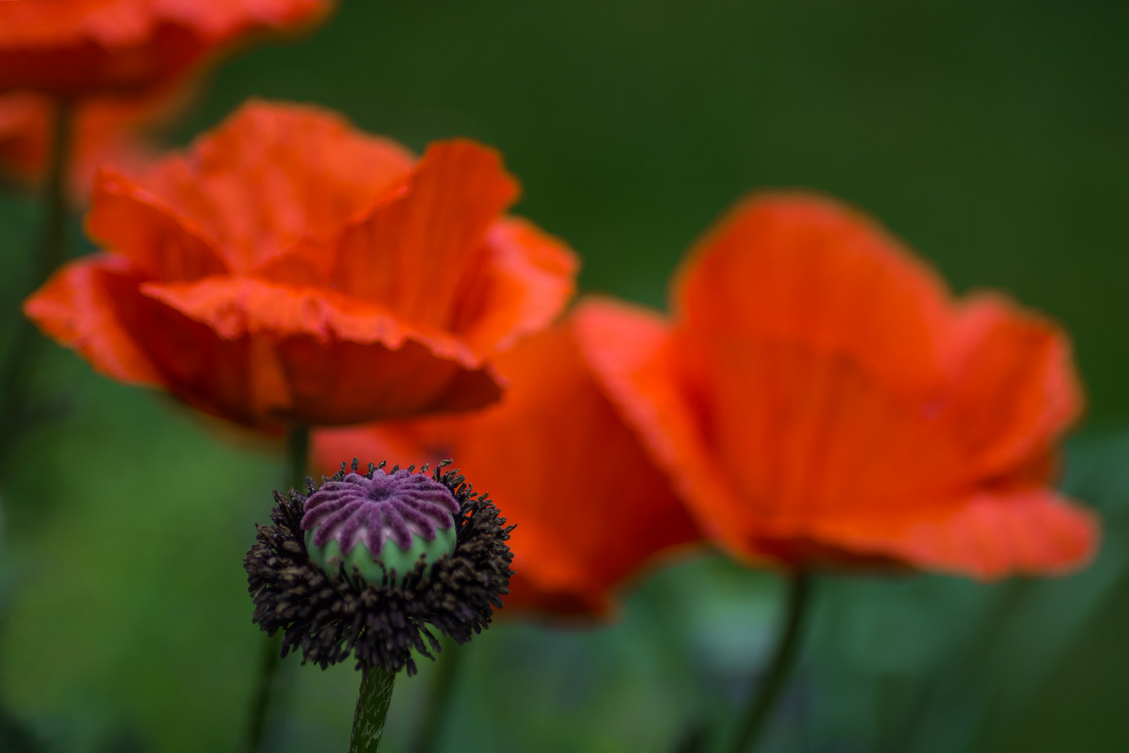 Mohn