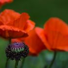 Mohn