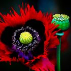 Mohn