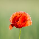 Mohn