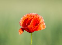 Mohn