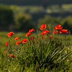 Mohn