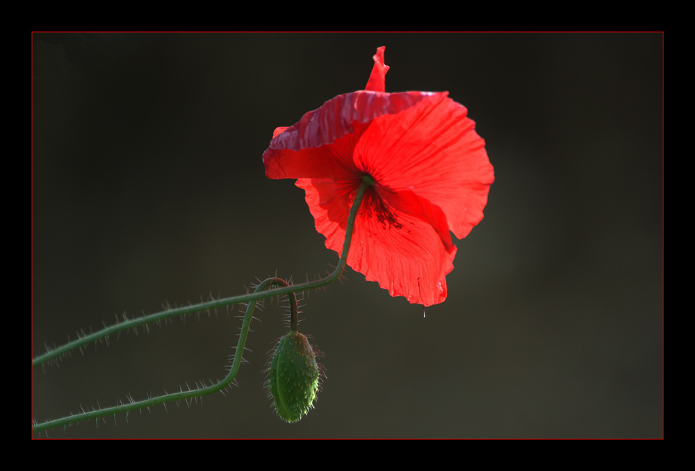 ..mohn....