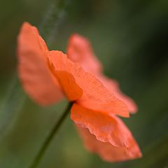 Mohn