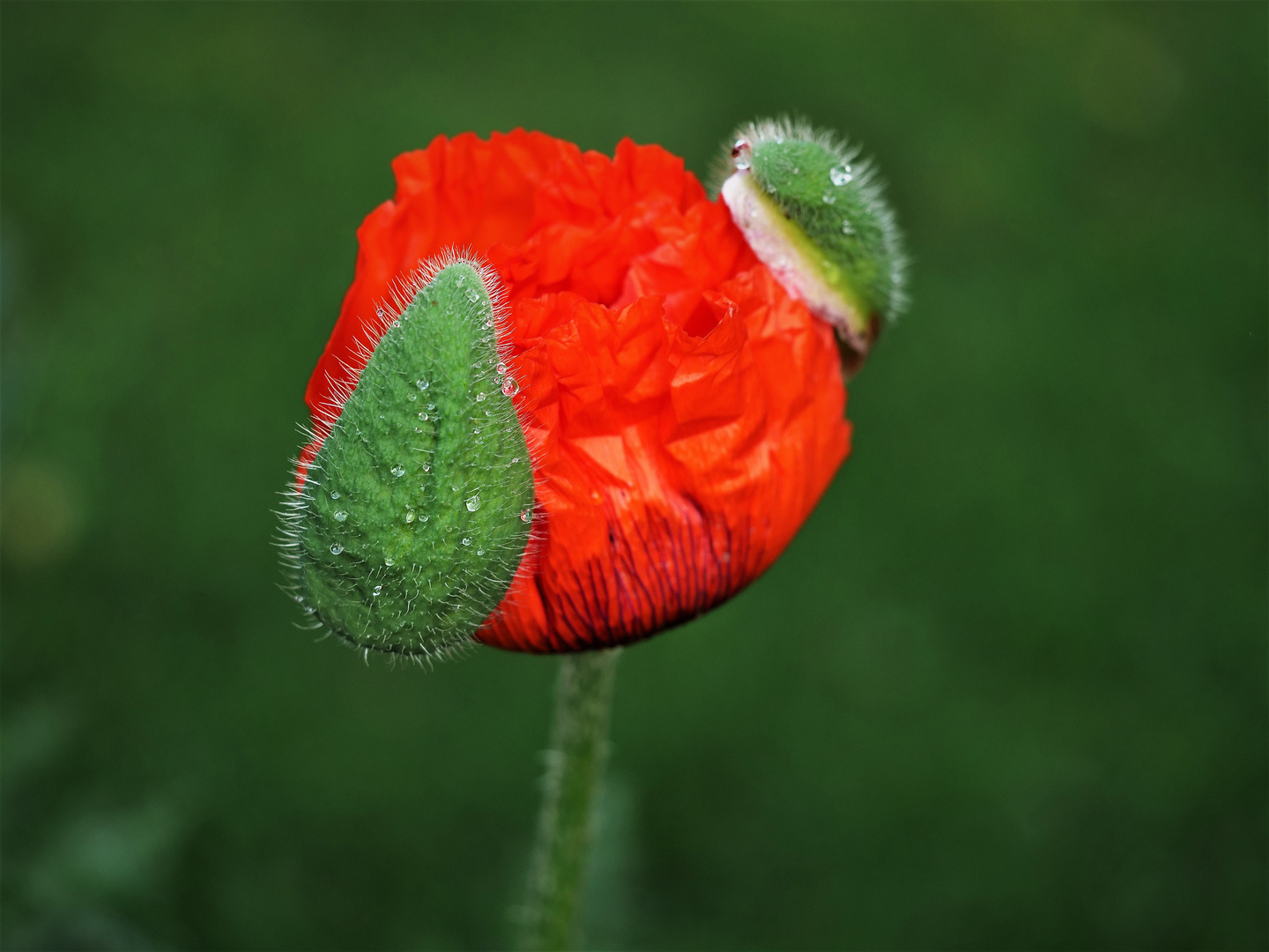 Mohn.