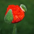 Mohn.