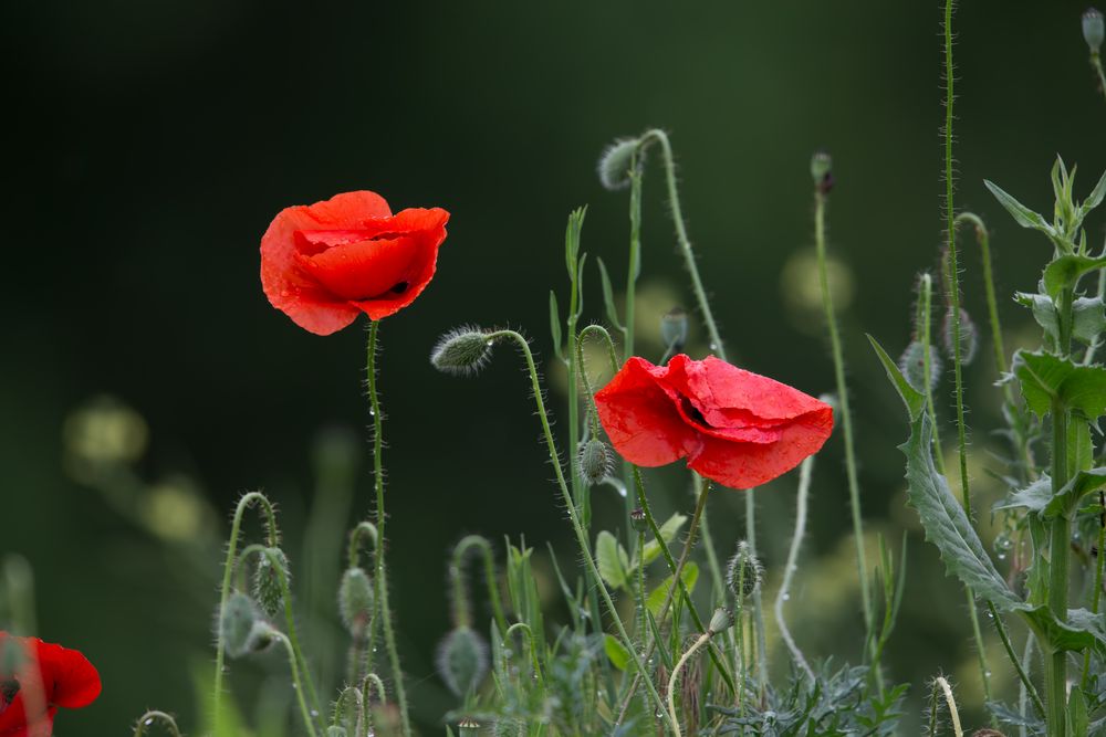 Mohn