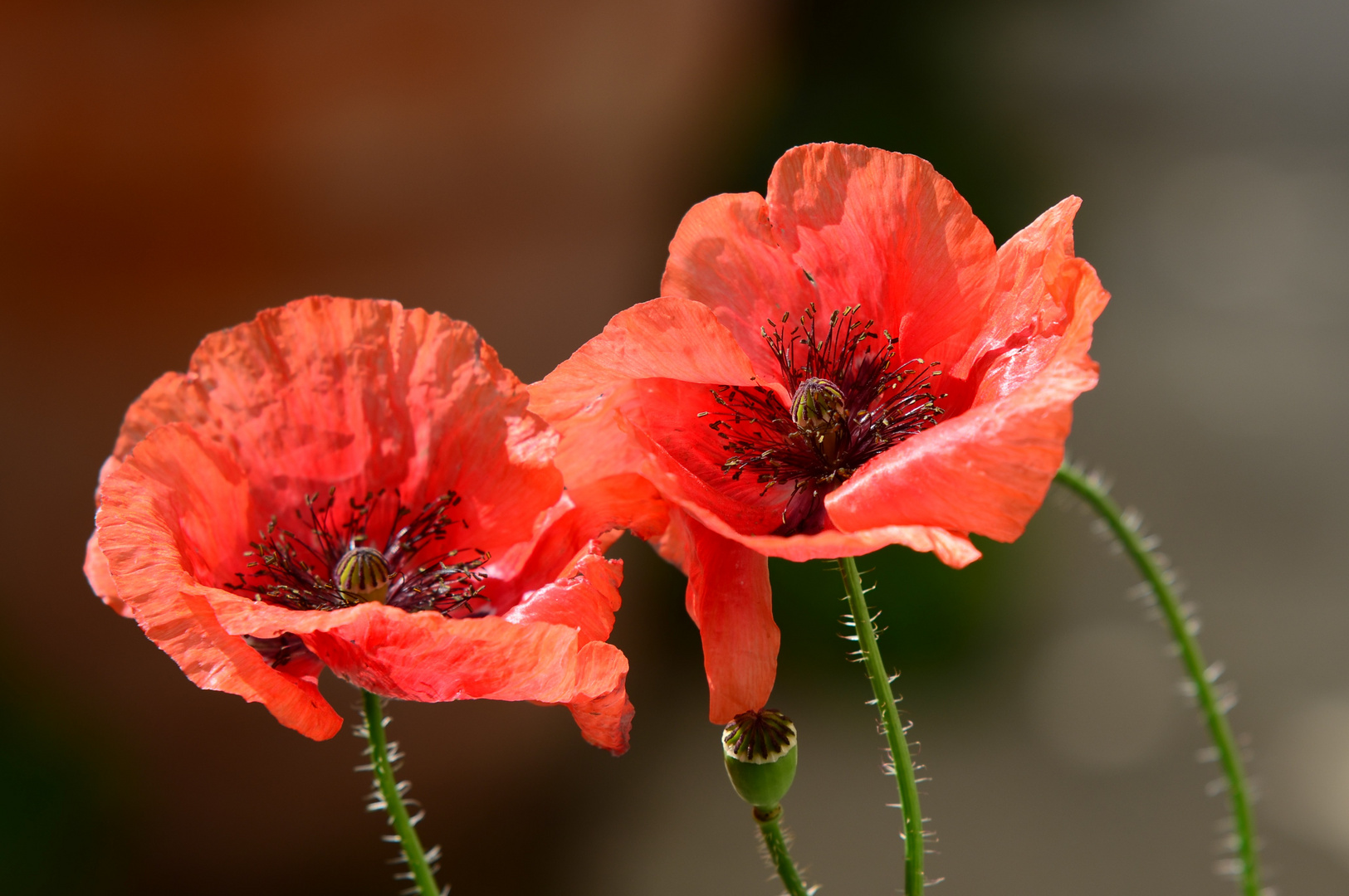 Mohn Foto & Bild | pflanzen, pilze & flechten, blüten- & kleinpflanzen