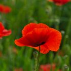 Mohn