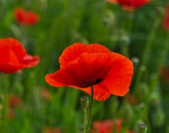 Mohn