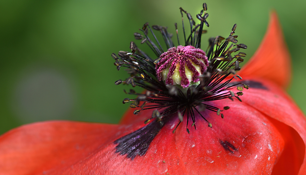 Mohn