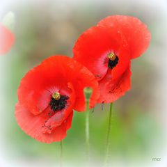 Mohn