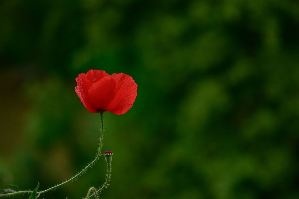 Mohn