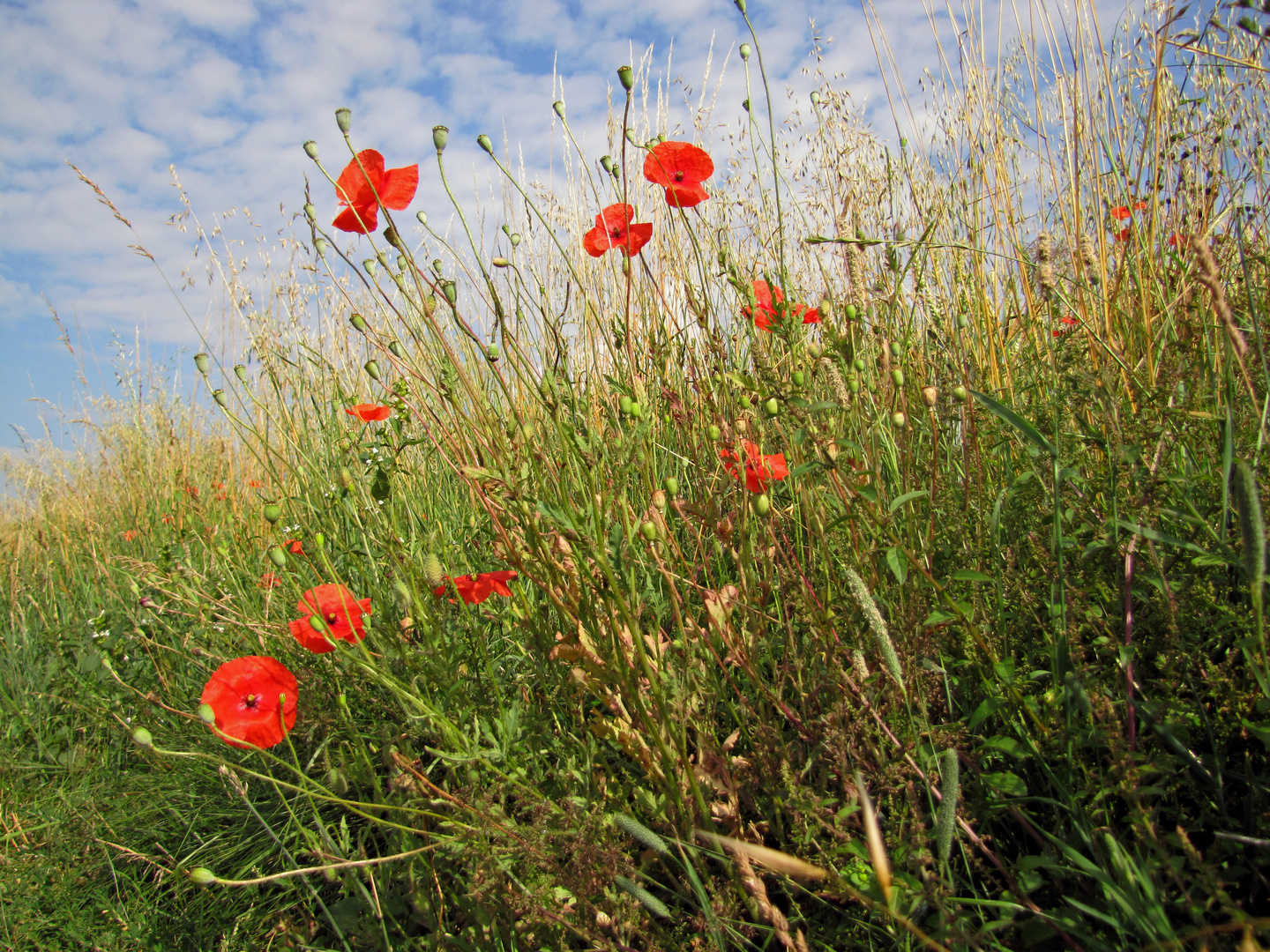 Mohn