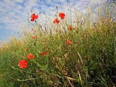 Mohn