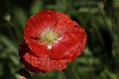 Mohn