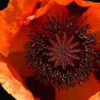 Mohn