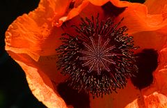 Mohn