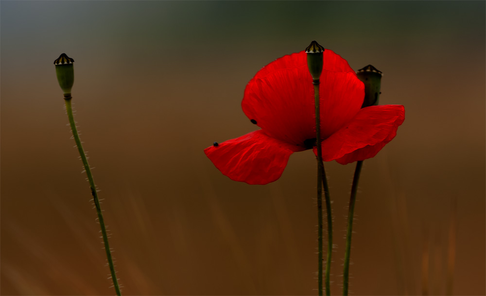 Mohn