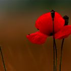 Mohn