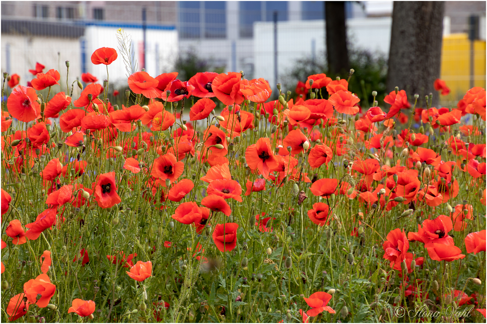 Mohn