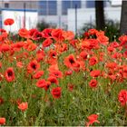 Mohn