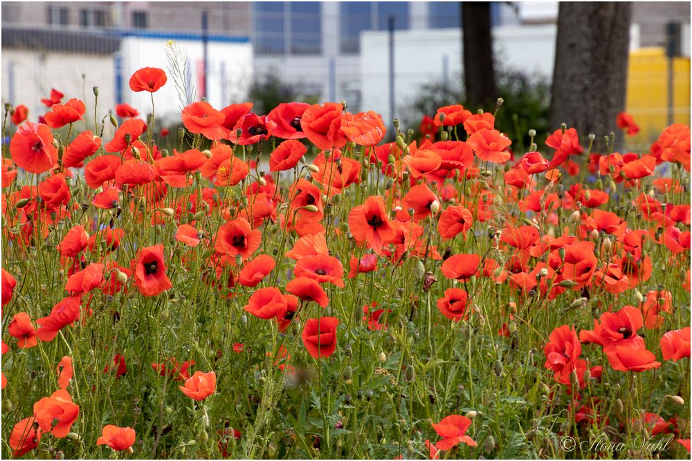 Mohn