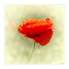 "Mohn"