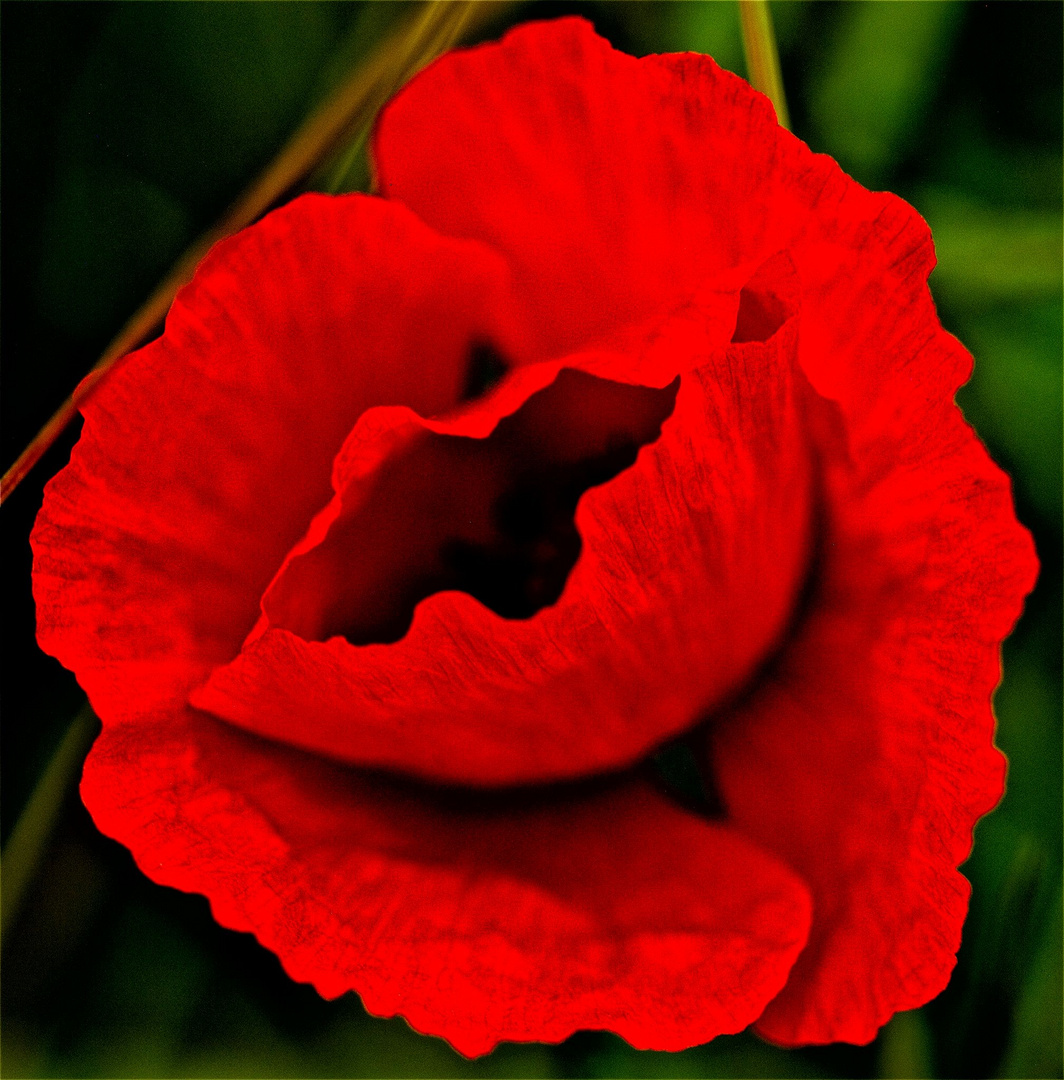 Mohn