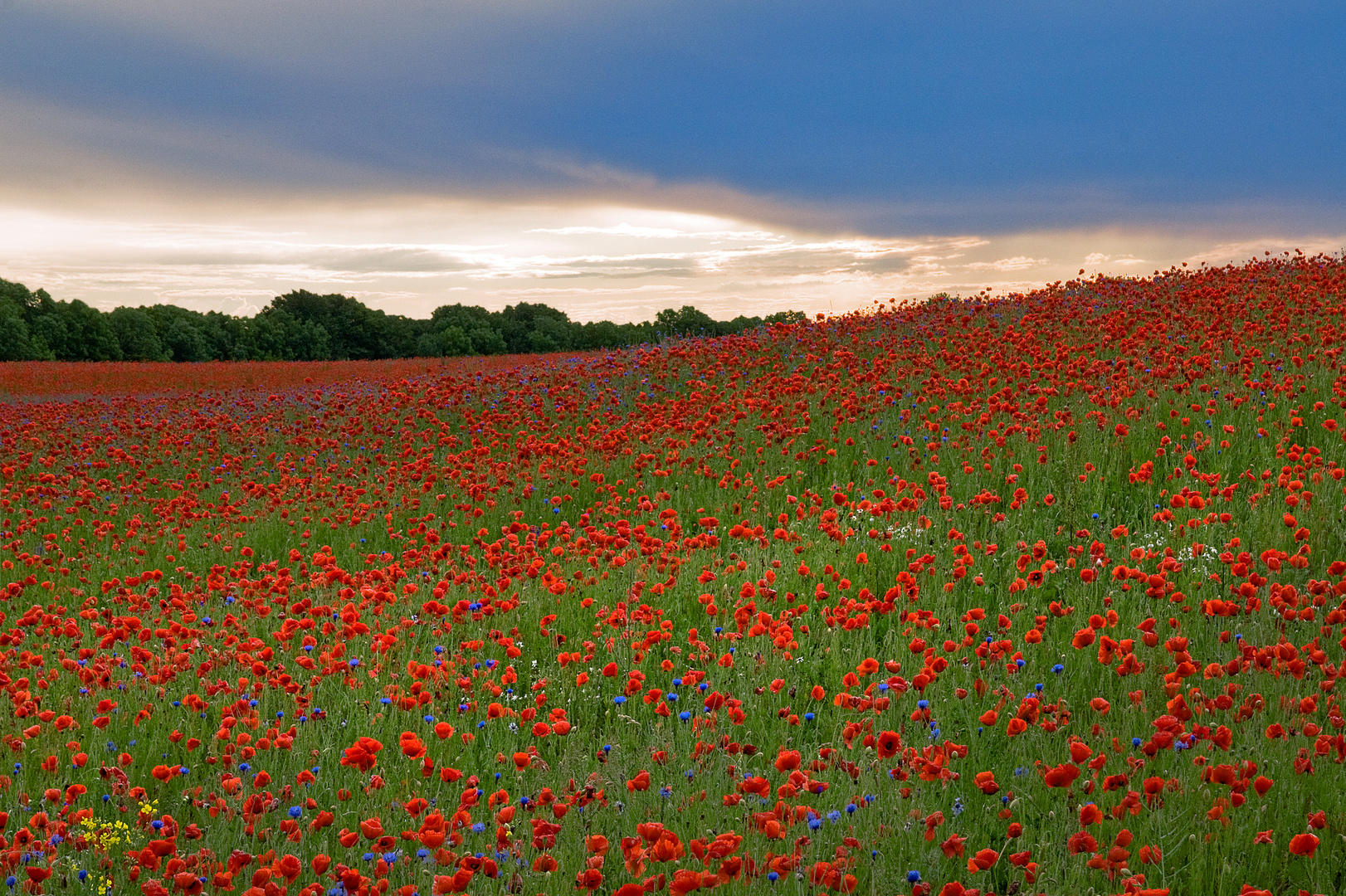 Mohn