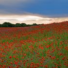 Mohn