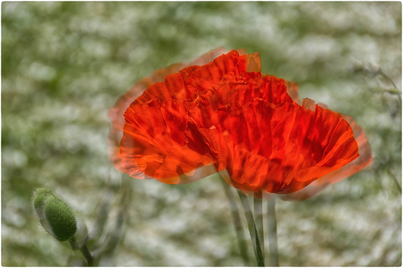 Mohn...