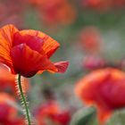 Mohn