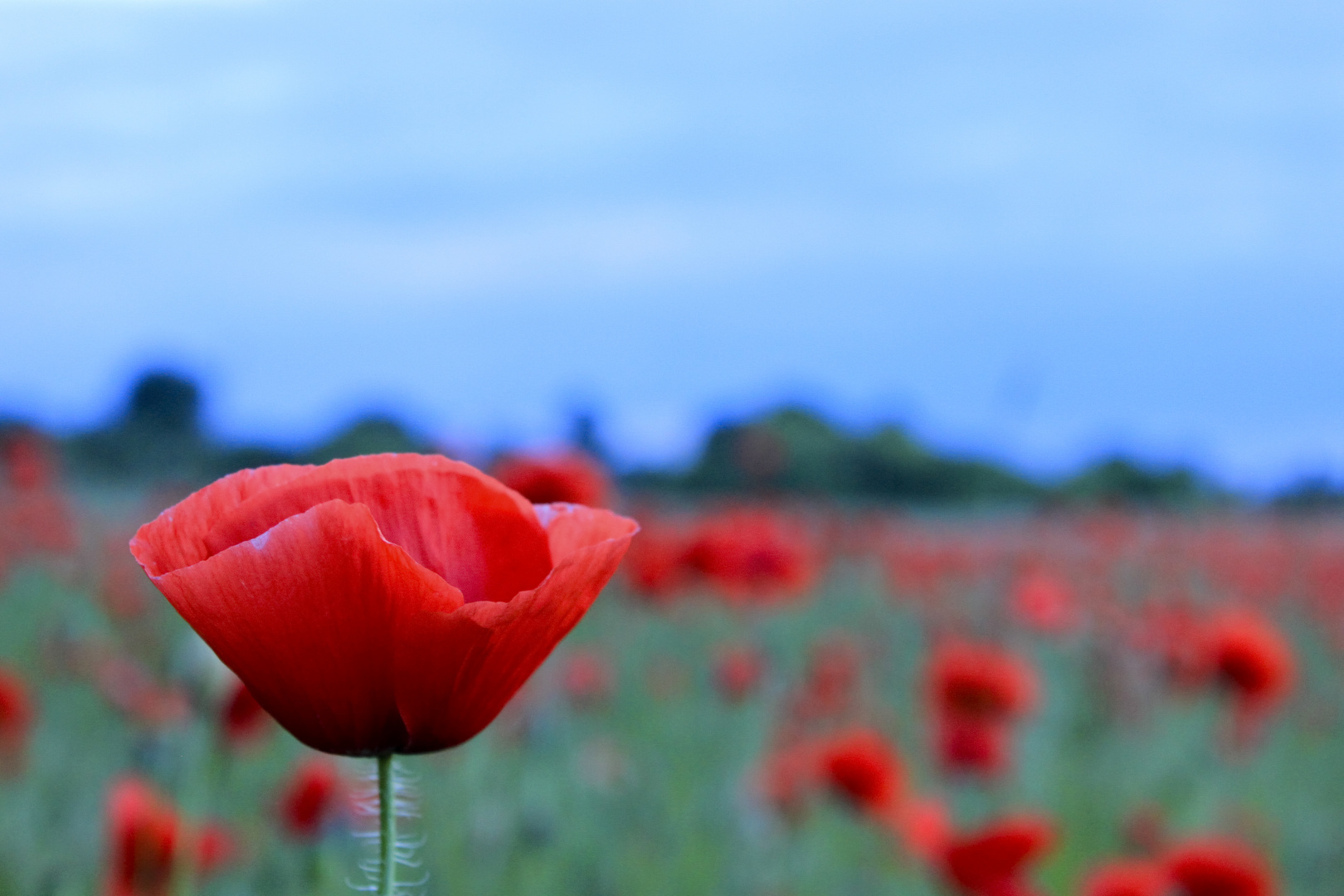 Mohn