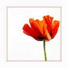  Mohn