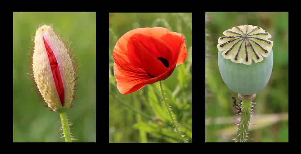 Mohn